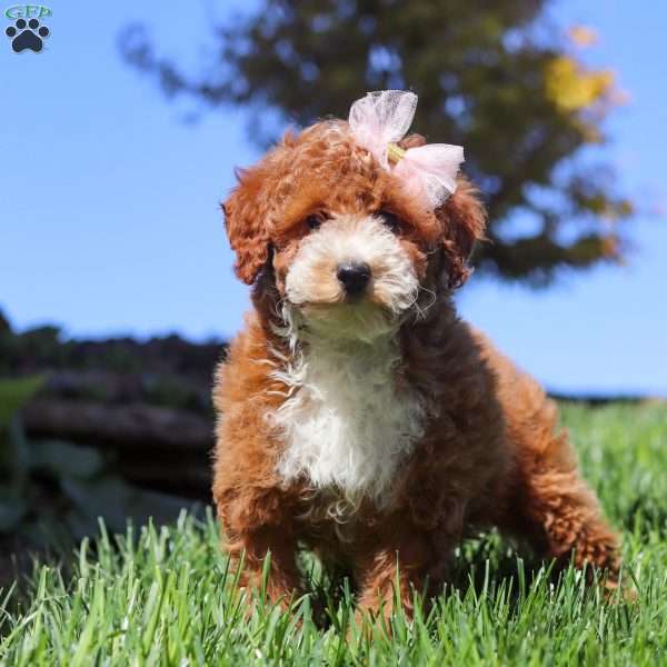 Hazel, Miniature Poodle Puppy